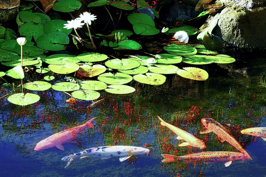 Koi Fish and Water Lilies Photograph by Kirsten Giving