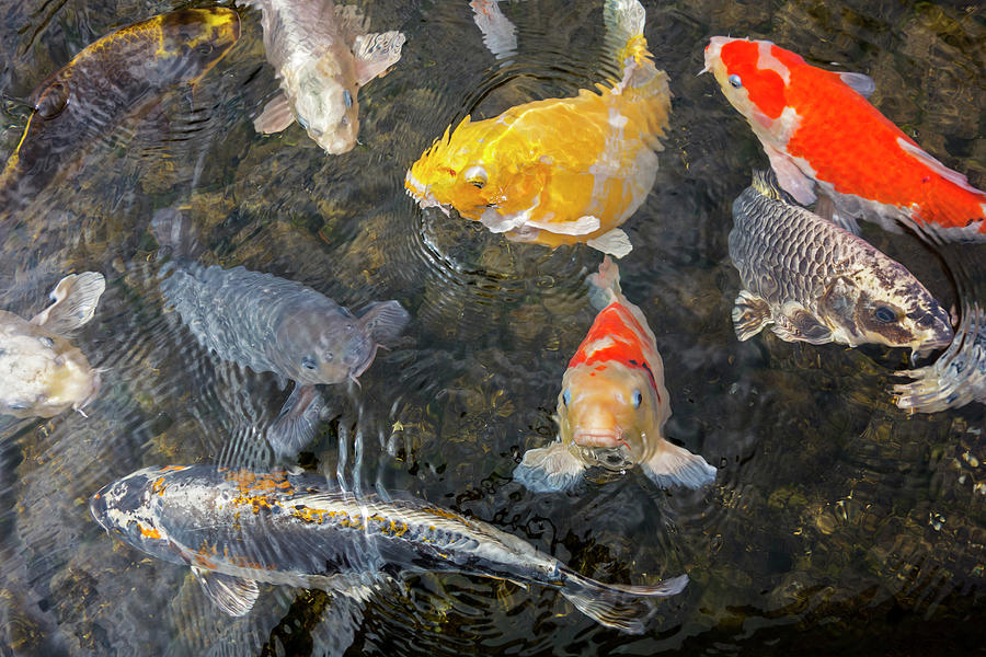 Koi Fish Photograph by Arterra Picture Library