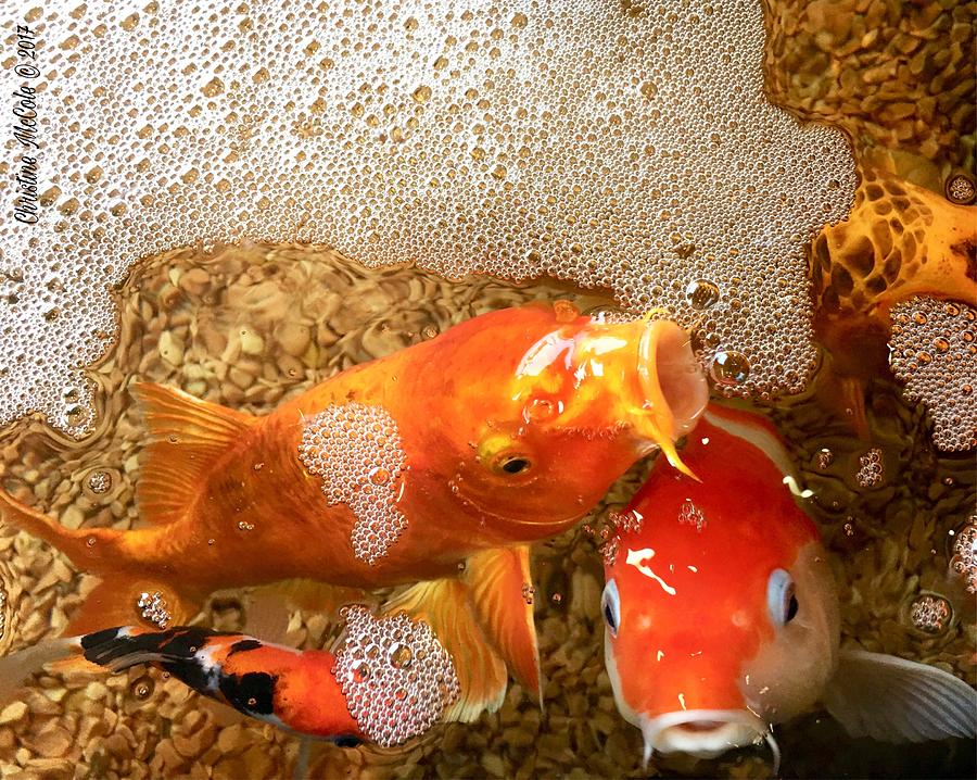 Koi fish bubbles Photograph by Christine McCole
