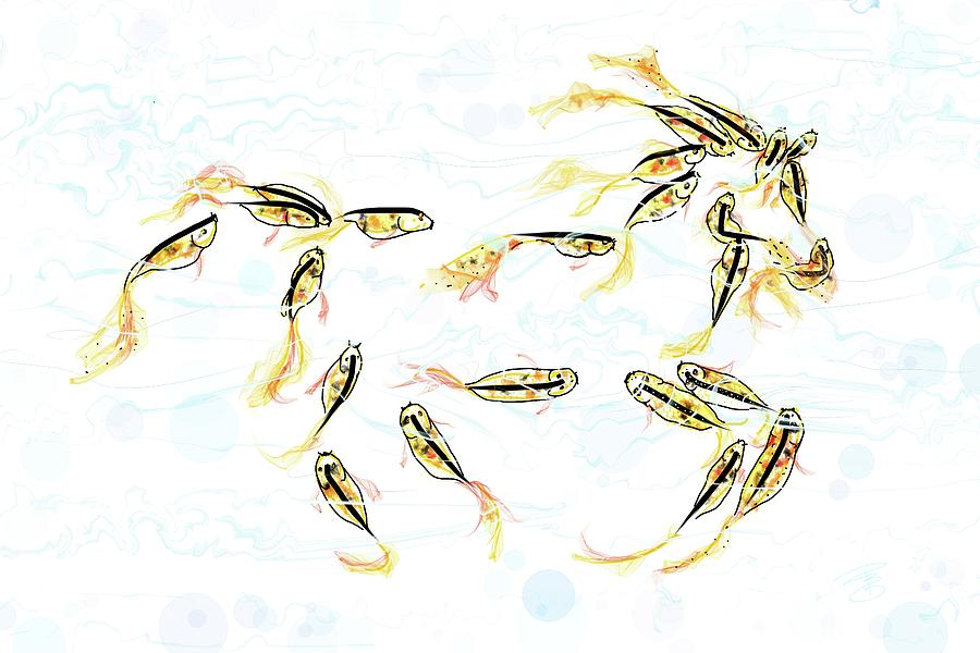 Koi fish Digital Art by Debra Baldwin
