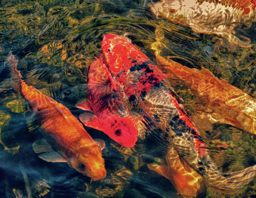 Fish Photograph - Koi Fish Fresco One by Tony Grider