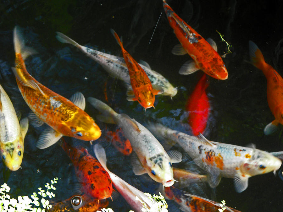 Koi Fish III Photograph by Elizabeth Hoskinson