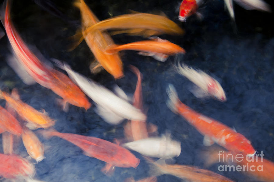 Koi Fish in Pond Photograph by Dave Fleetham - Printscapes