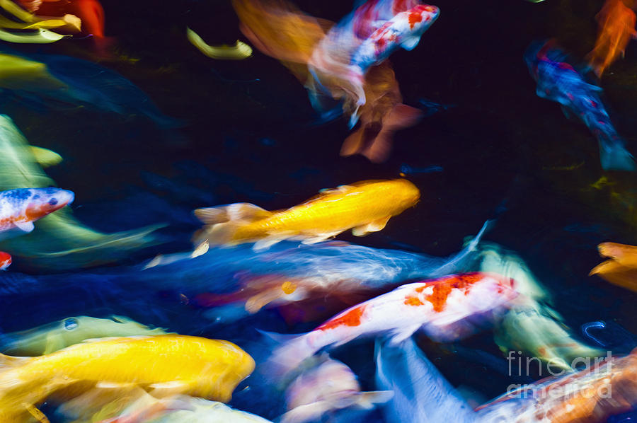 Koi Fish Movements Photograph by Bill Brennan - Printscapes