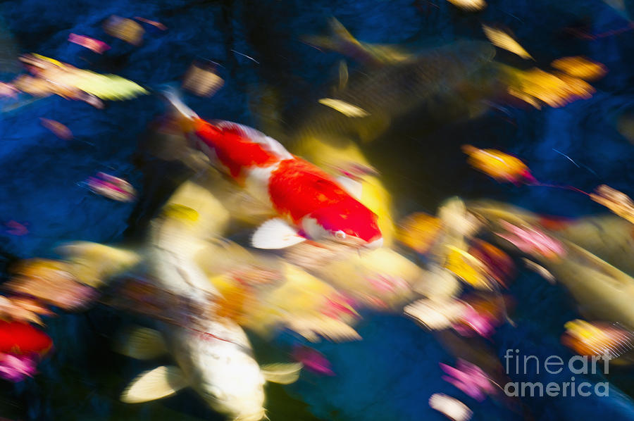 Koi Fish Movements II Photograph by Bill Brennan - Printscapes