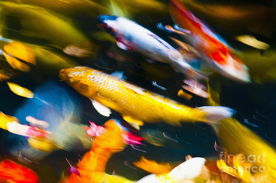 Koi Fish Movements III Photograph by Bill Brennan - Printscapes