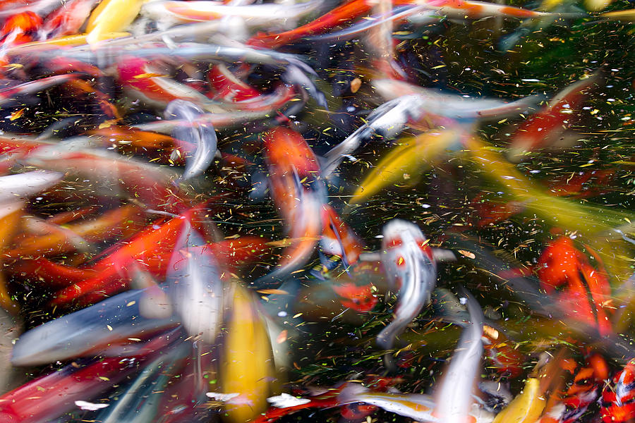 Koi Fish Pond Abstract Photograph by David Gn