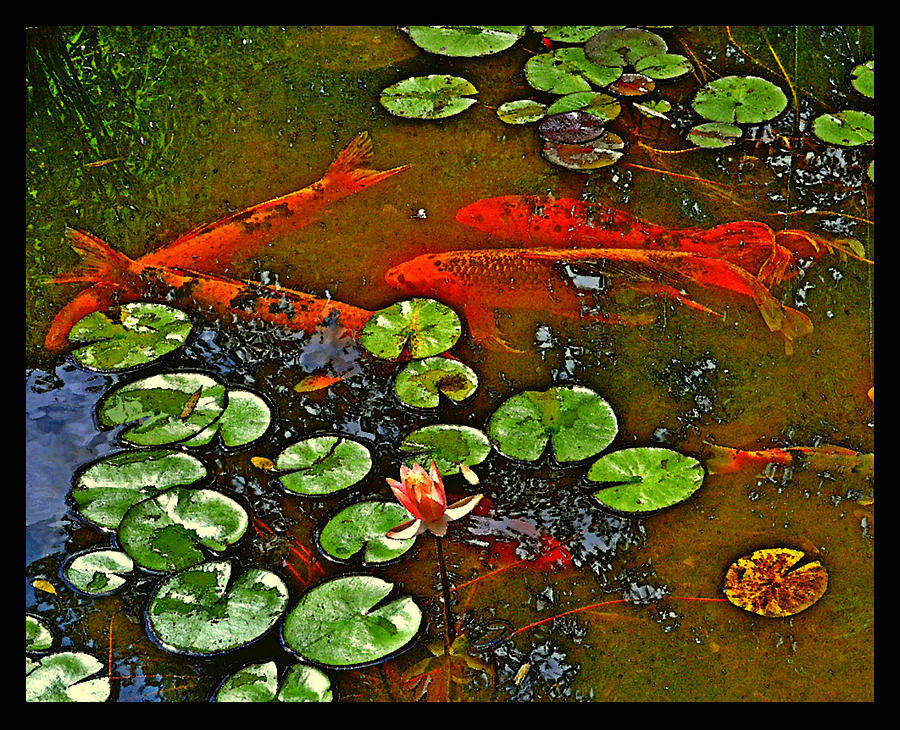 Koi Fish Pond Photograph by Bart Blumberg