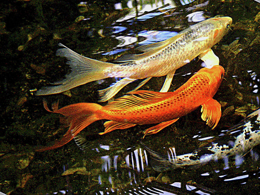 Koi Fish Swim in Synch Photograph by Margie Avellino