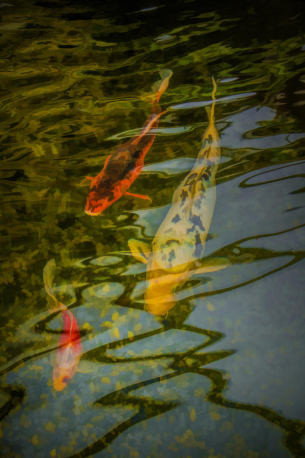 Koi Fish swimming underneath the Reflections in a Pond Photograph by Randall Nyhof