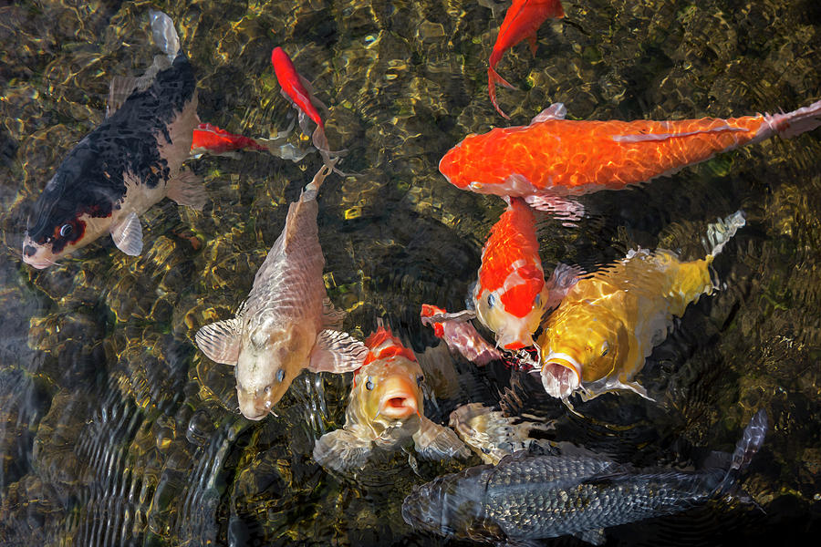 Koi Fishes Photograph by Arterra Picture Library