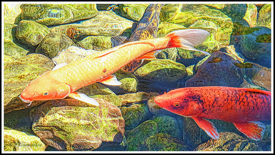 Koi Goldfish Pond Photograph by A Macarthur Gurmankin