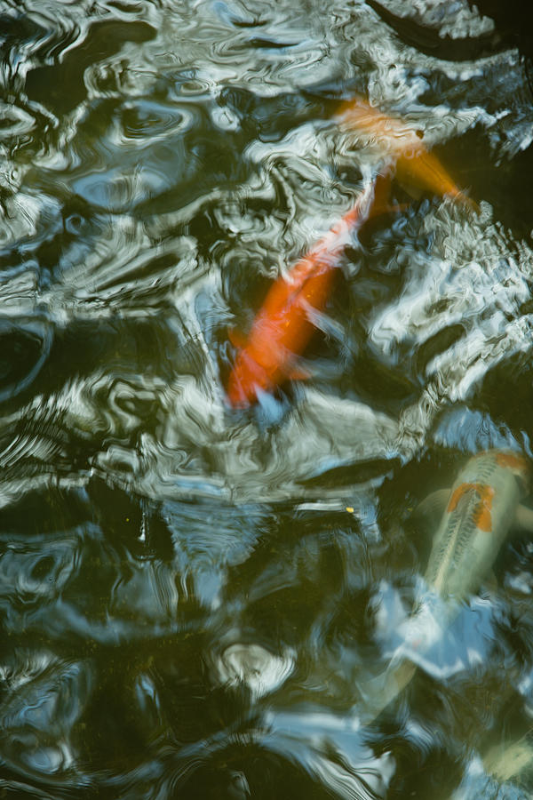 Koi Photograph - Koi I by Break The Silhouette Koi Photograph - Koi I by Break The Silhouette