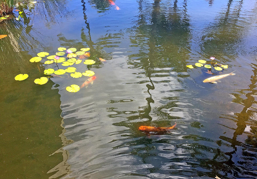 Koi in Cardinal Positions Photograph by Robert Meyers-Lussier