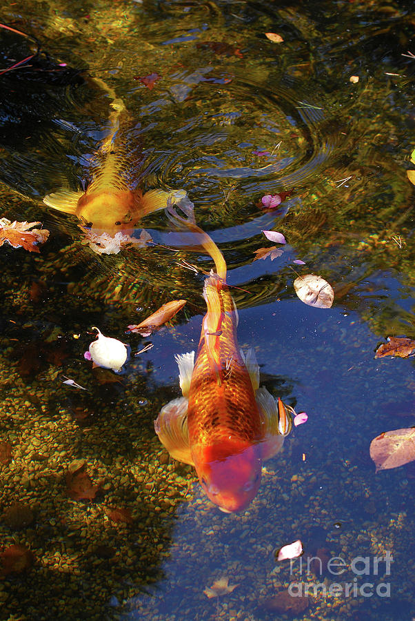 Koi in Pond Photograph by Nancy Mueller
