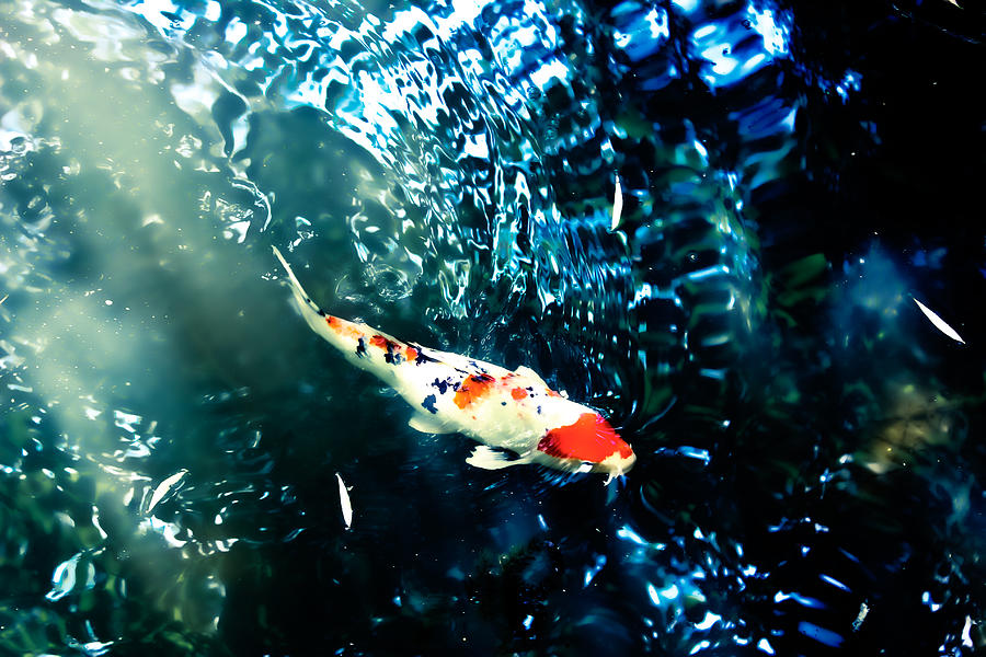 Koi in Rippled Waters Photograph by Colleen Kammerer