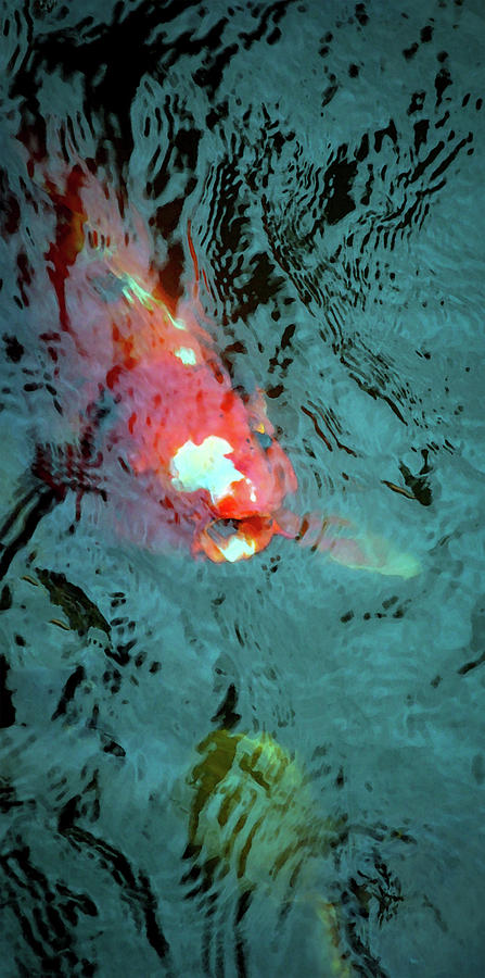 Koi In The Reflection 4837 DP_2 Photograph by Steven Ward