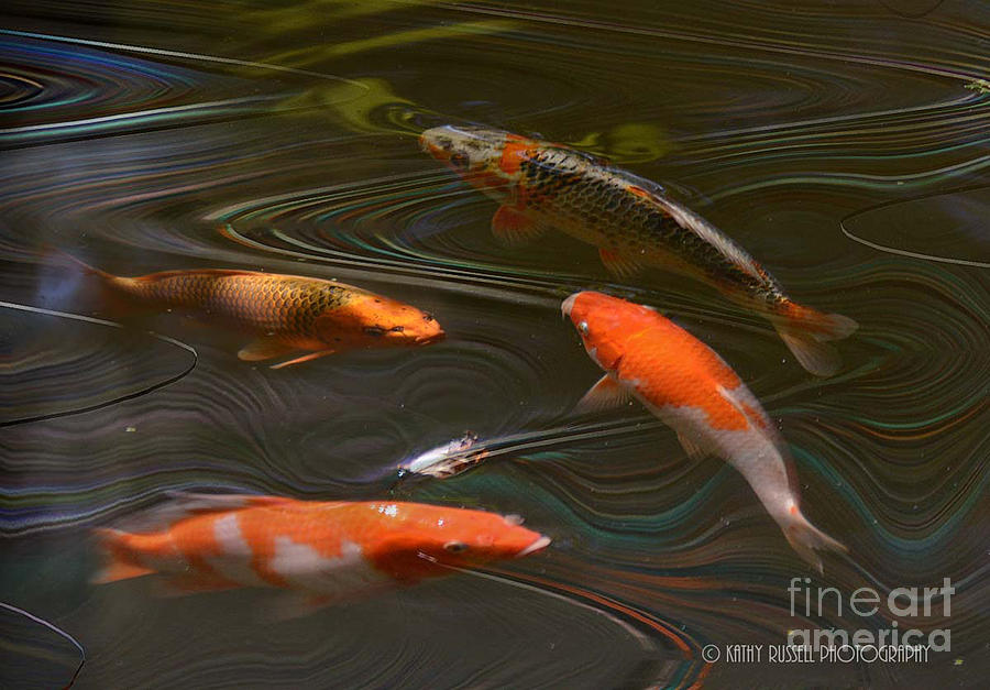 Koi Photograph by Kathy Russell