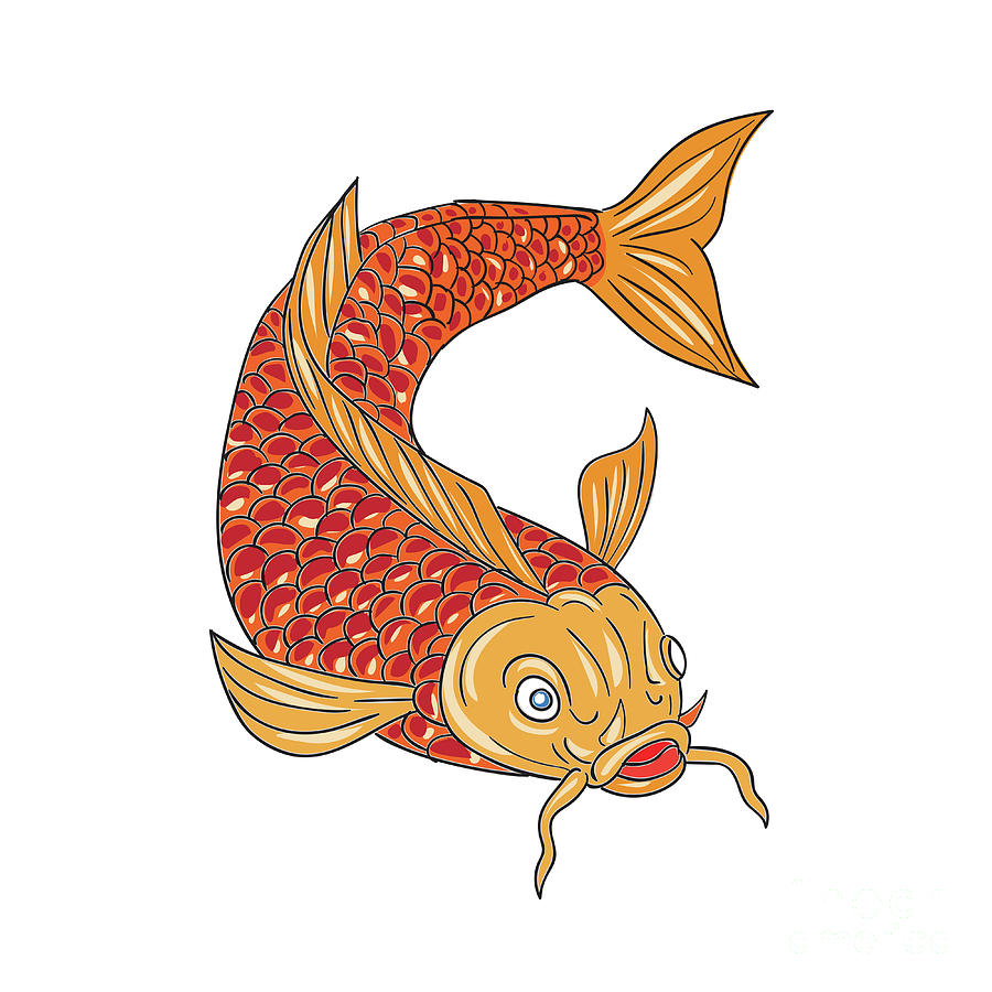 Koi Nishikigoi Carp Fish Swimming Down Drawing Digital Art by Aloysius ...