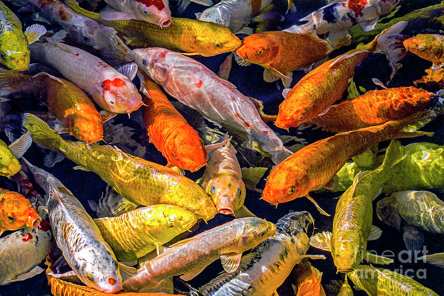 Koi on Golden Pond Photograph by David Zanzinger