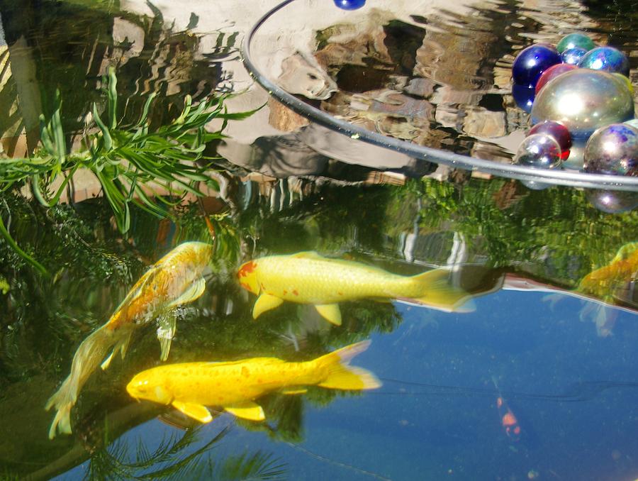 Koi Pond 13 2 Photograph by Phyllis Spoor
