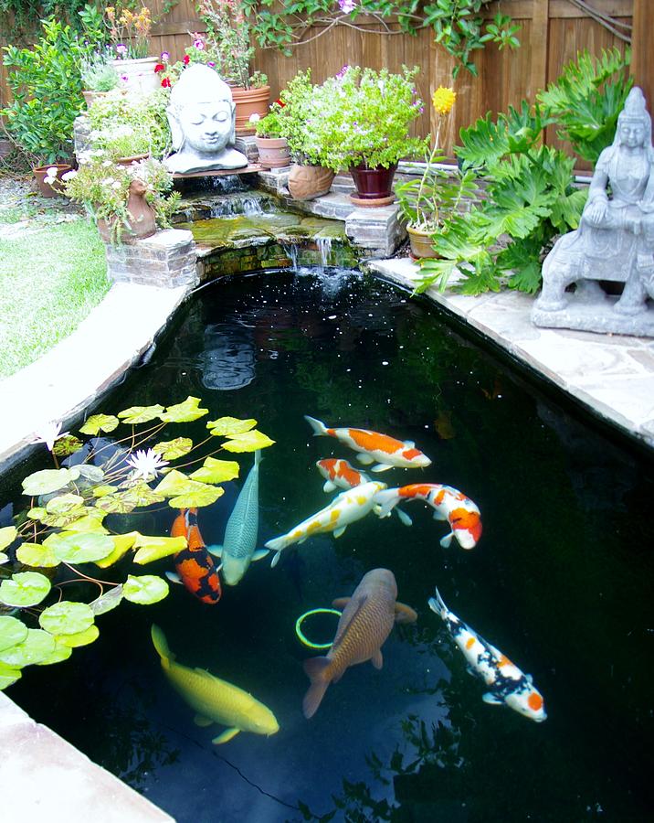Koi Pond 2014 Photograph by Phyllis Spoor