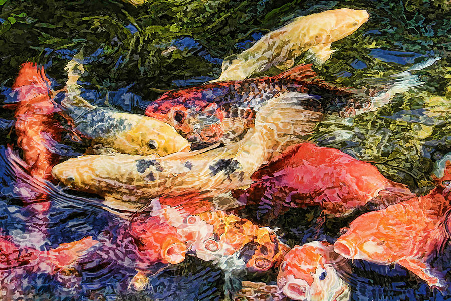 Koi Pond Photograph by HH Photography of Florida