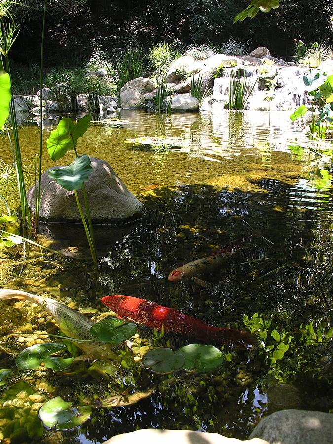 Koi Pond Photograph by C Thomas Cooney
