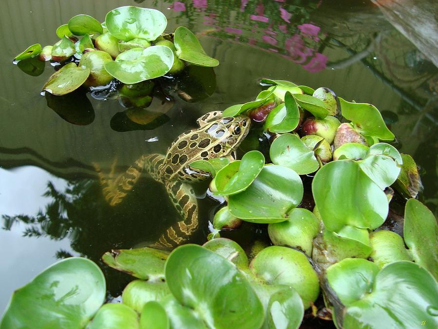 Koi Pond Frog by Shawn Thomas