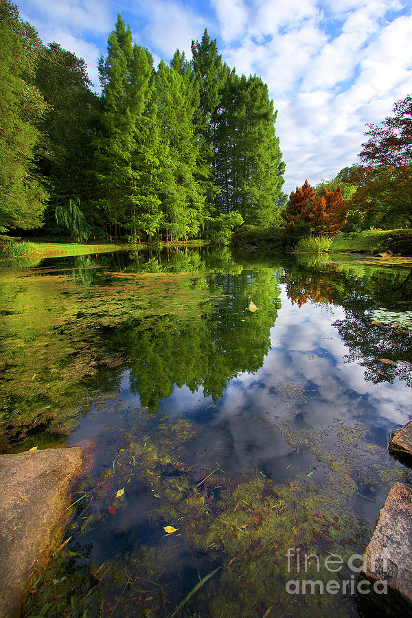 Koi Pond Japanese Garden Maymont Photograph by Karen Jorstad