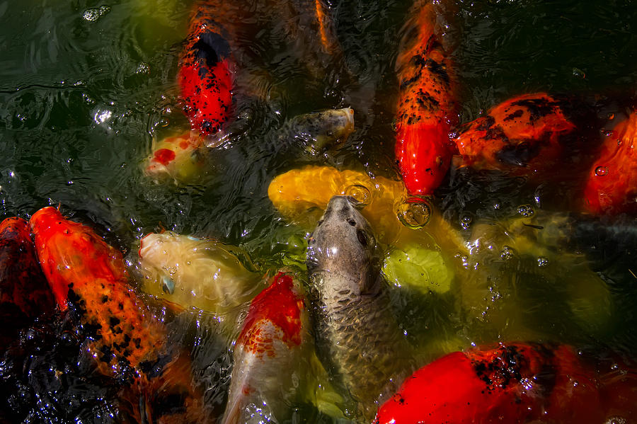 Koi Pond Photograph by Kevin Giannini