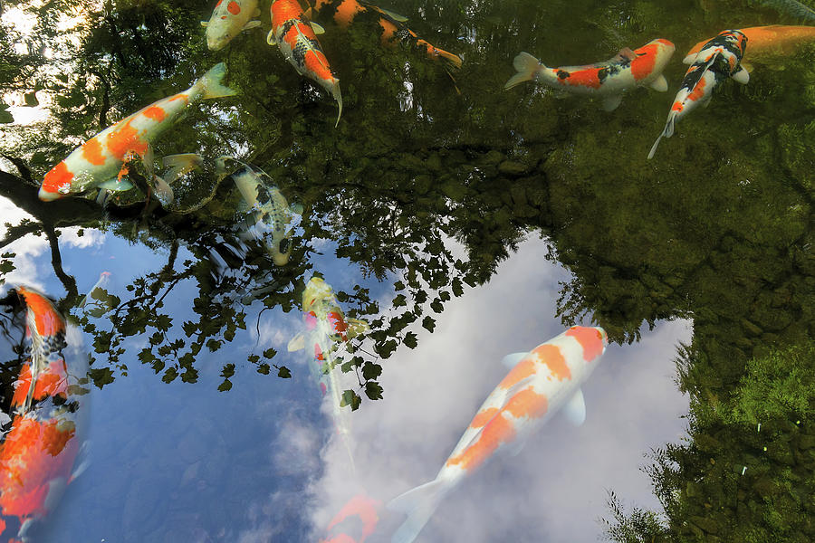 Koi Pond Reflection Photograph by David Gn