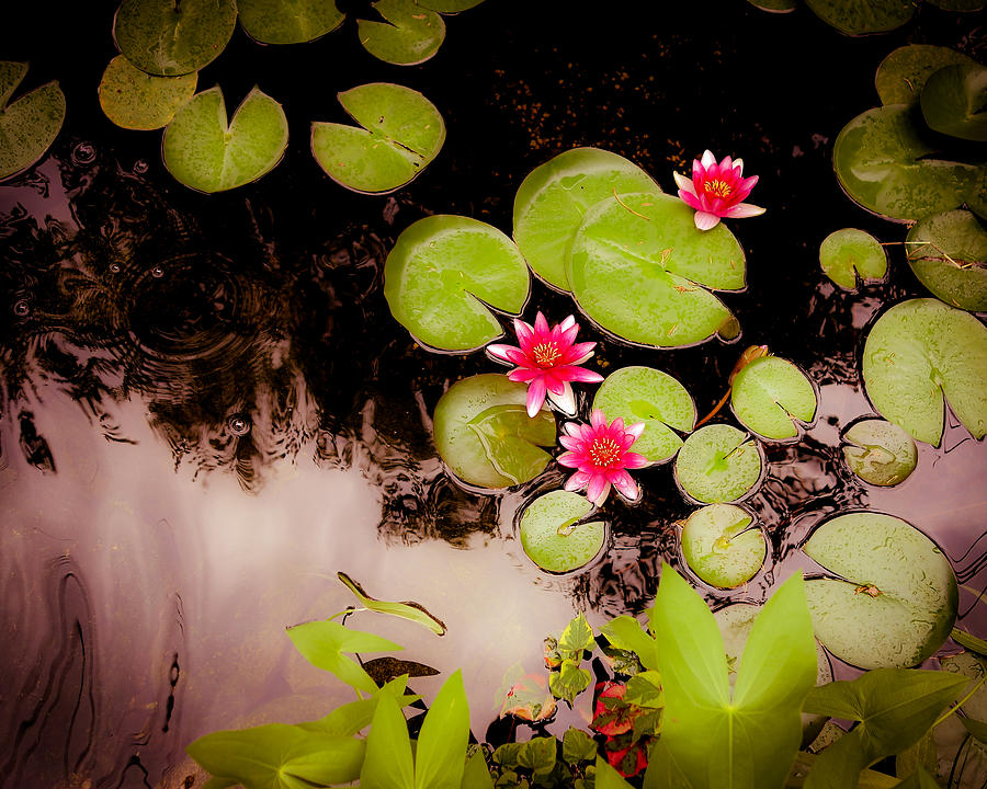 Koi Pond with Water Lilies Photograph by Hermes Fine Art