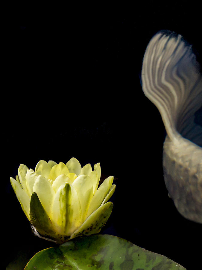 Animal Photograph - Koi Tail and Yellow Water Lily by Jean Noren