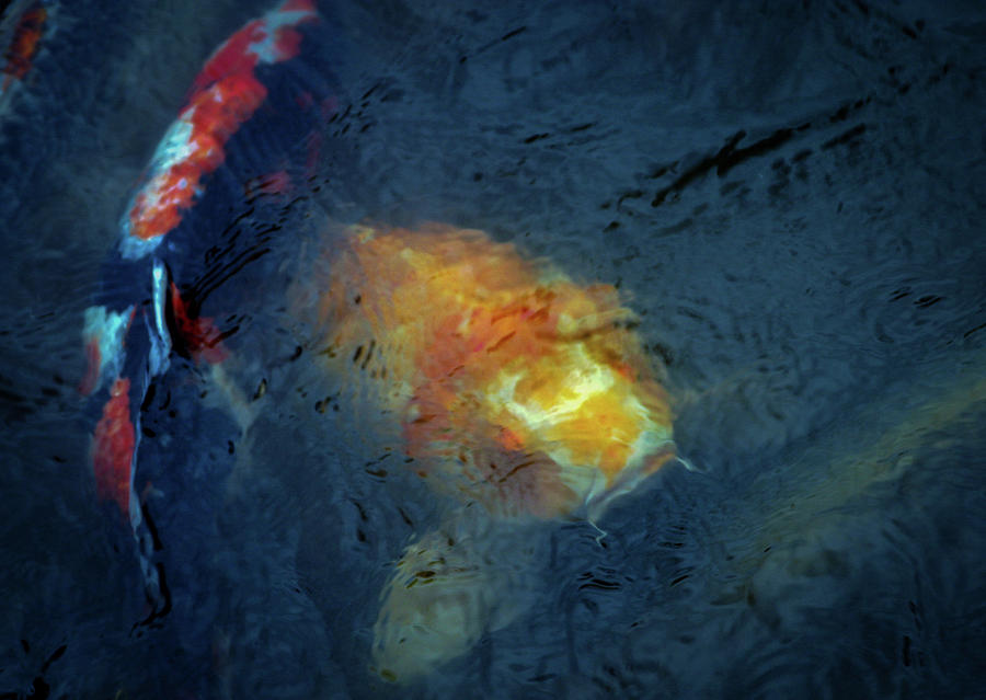 KOI Water Abstraction 4842 H_2 Photograph by Steven Ward