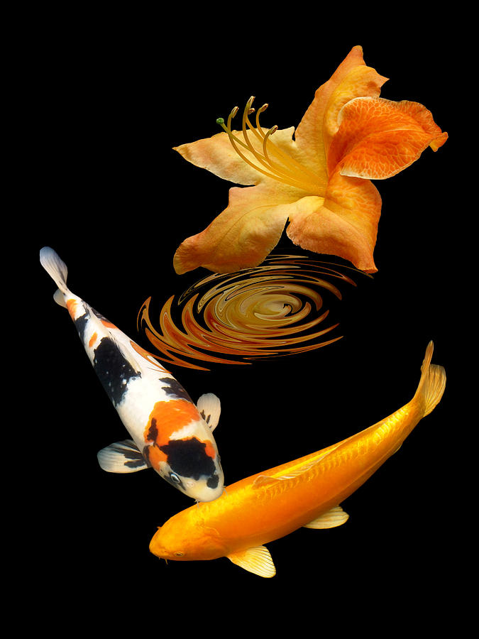 Fish Photograph - Koi With Azalea Ripples Vertical by Gill Billington