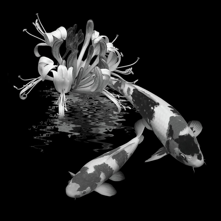 Koi With Honeysuckle Reflections in Black and White Photograph by Gill Billington