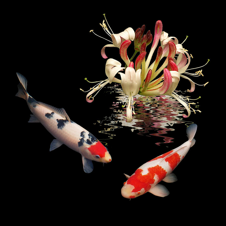 Fish Photograph - Koi With Honeysuckle Reflections Square by Gill Billington
