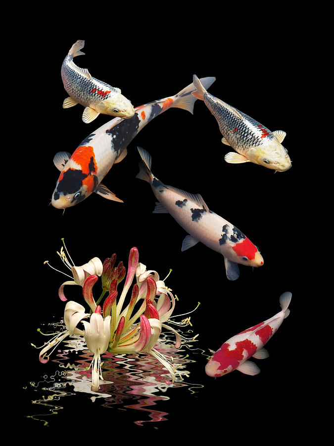 Koi With Honeysuckle Reflections Vertical Photograph by Gill Billington