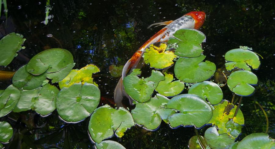 Koi With Lily Pads A Photograph by Phyllis Spoor