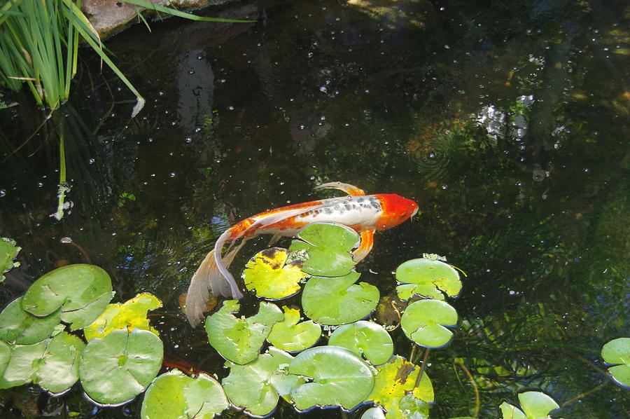 Koi With Lily Pads B Photograph by Phyllis Spoor