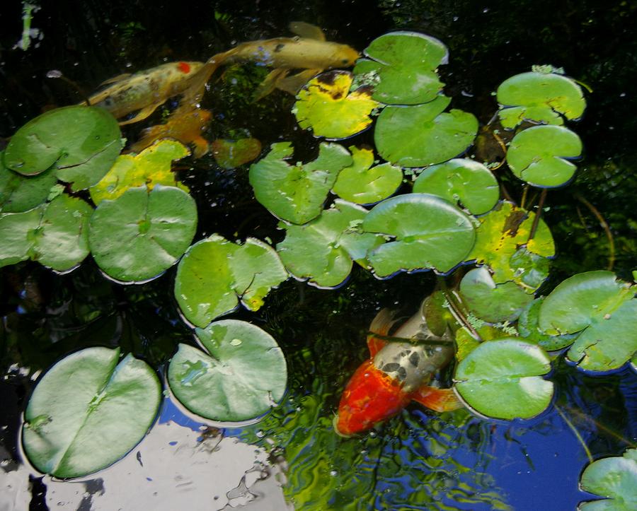 Koi With Lily Pads D Photograph by Phyllis Spoor