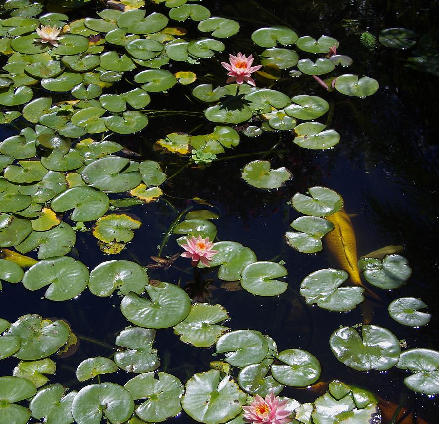 Koi With Lily Pads E Photograph by Phyllis Spoor