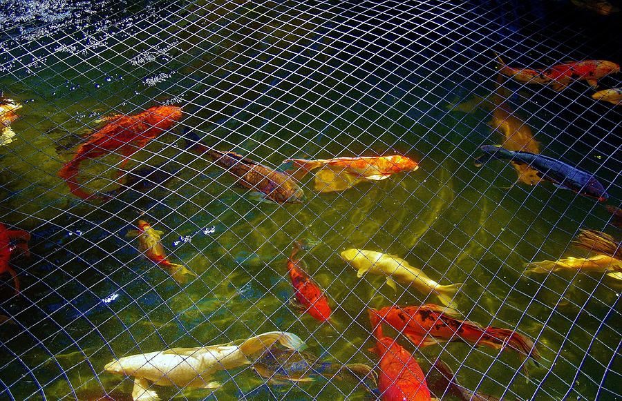 Koi With Net A Photograph by Phyllis Spoor