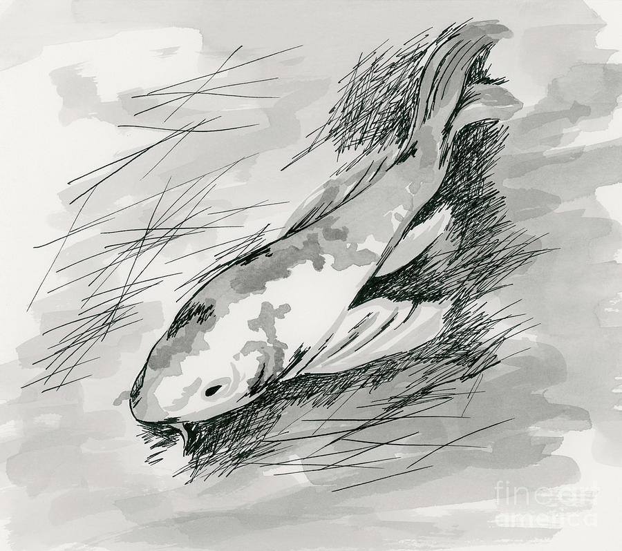 Koi with Pine Needles Drawing by MM Anderson