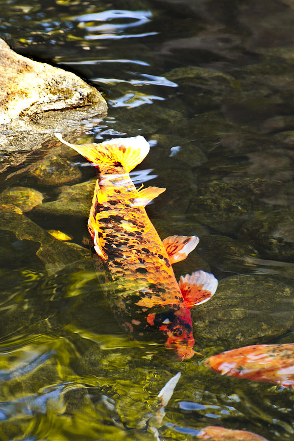 Koi Photograph - Koi1 by Alex Garcia Koi Photograph - Koi1 by Alex Garcia