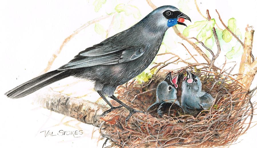 Bird Painting - Kokako feeding chicks by Val Stokes