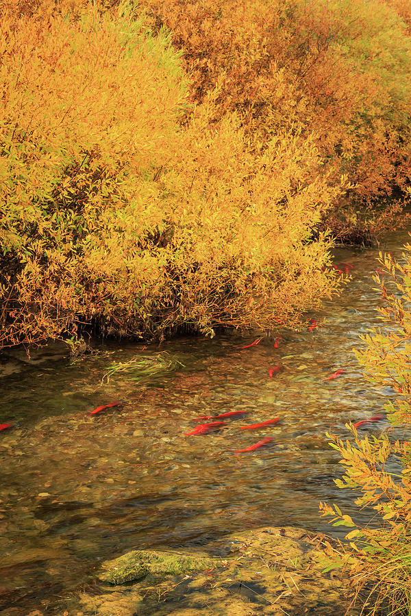 Salmon Photograph - Kokanee in the Strawberry River. by Wasatch Light