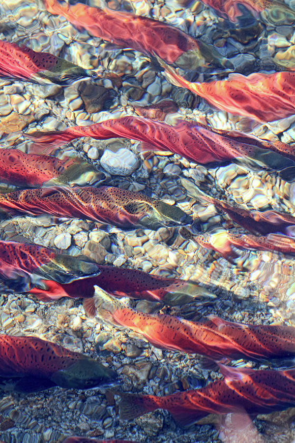 Kokanee Salmon Spawning Photograph by Peggy Collins