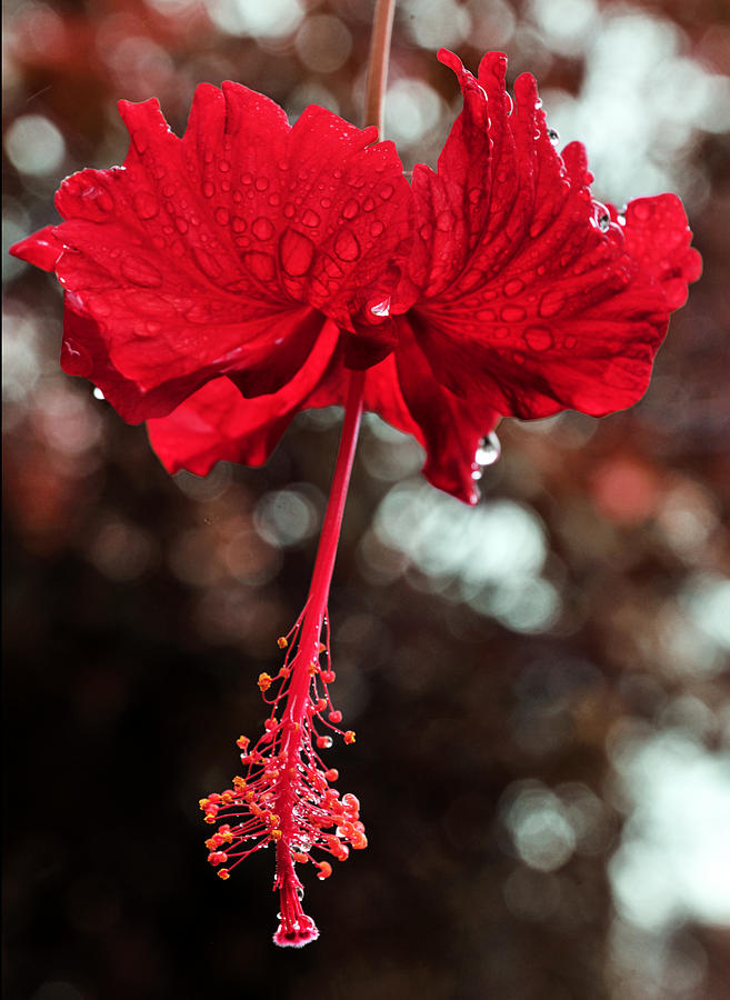 Kokio Drops Hawaiian Red Hibiscus Flower In Bloom Photograph
